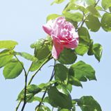 【アイアイイスズ ブライダル】【カフェリング】ローズヒップ