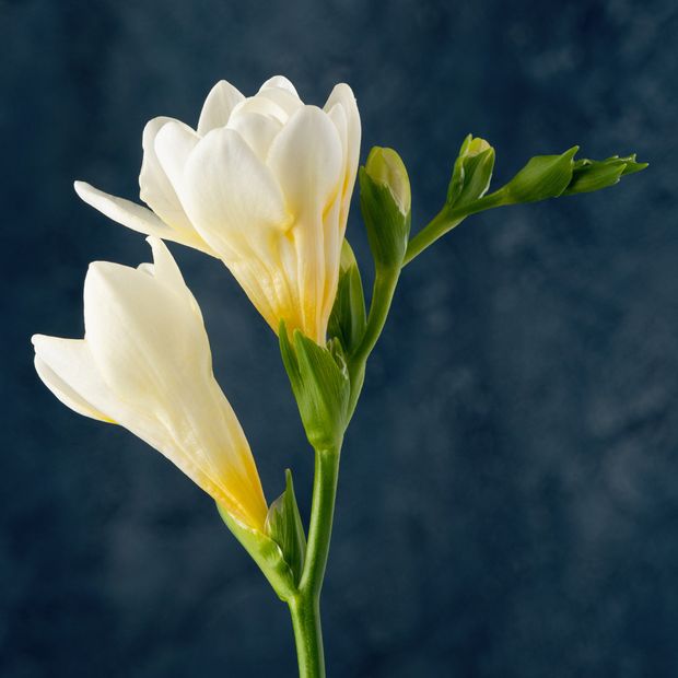 【エクセルコダイヤモンド(EXELCO DIAMOND)】《St.Hubert~サンテュベール~》