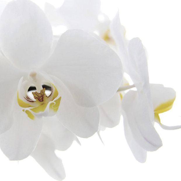 【アイアイイスズ ブライダル】【カフェリング】オリエンタルビューティー