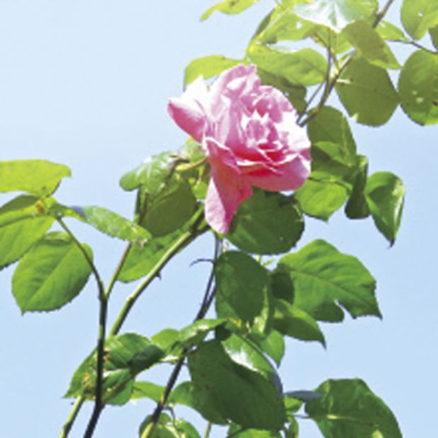 【アイアイイスズ ブライダル】【カフェリング】ローズヒップ