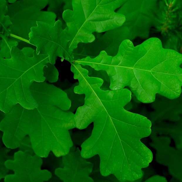 【VANillA(ヴァニラ)】柏 &ndash; haku &ndash;