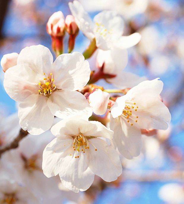 【GRACIS(グラシス)】【萬時】桜( Sakura )