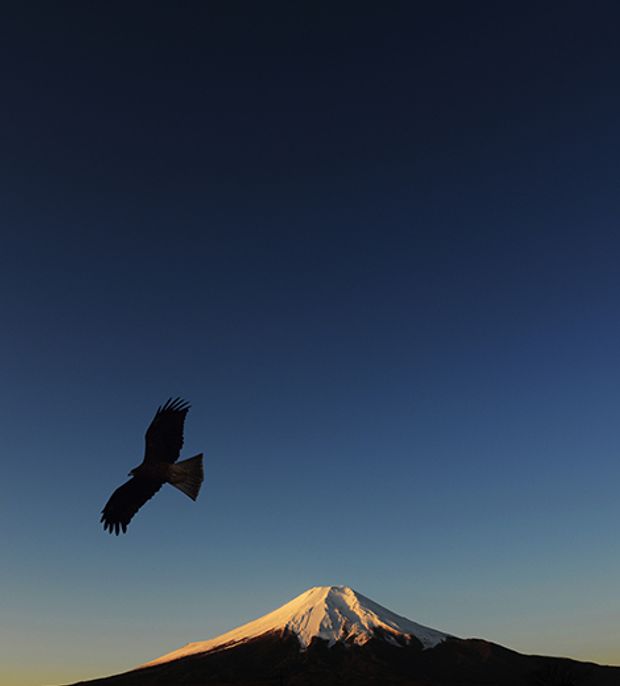 【GRACIS(グラシス)】【萬時】二鷹( Nitaka )