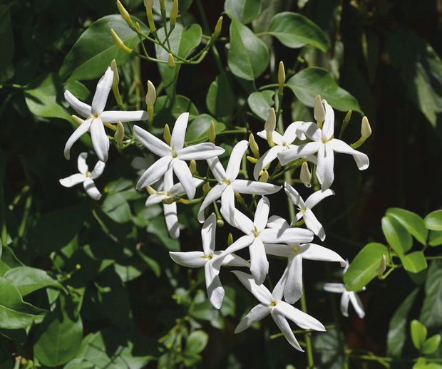 【GRACIS(グラシス)】【AFFLUX 】 jasmine( ジャスミン )