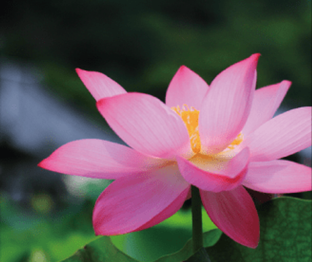 【GRACIS(グラシス)】【萬時】蓮のうてな( Hasnoutena )