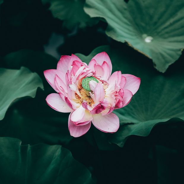 【出雲結(いずもゆい)】- 想 結 - お も い