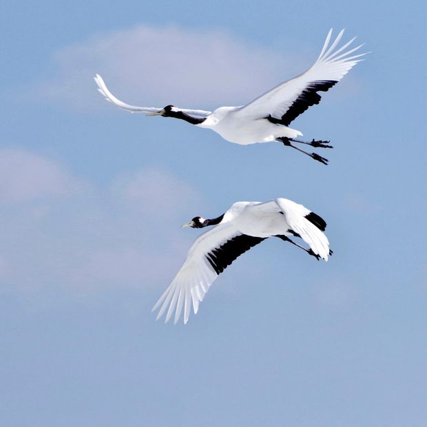 【AMATSU(アマツ)】羽 [hane]  かろやかに ふわり きりひらく