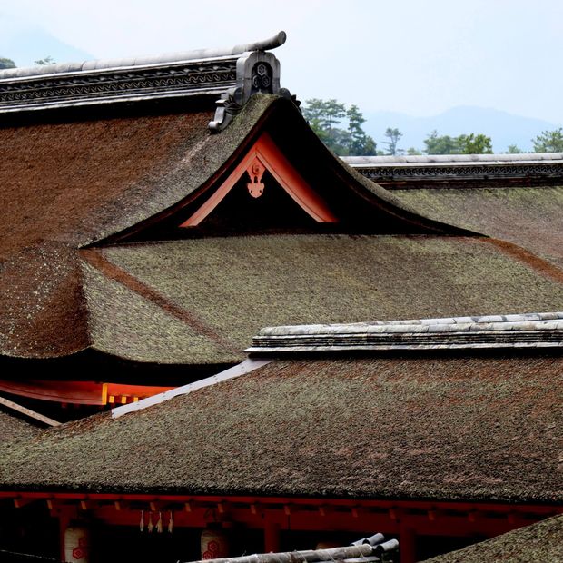 【AMATSU(アマツ)】宮  [miya]  おごそかに りんと まもりぬく