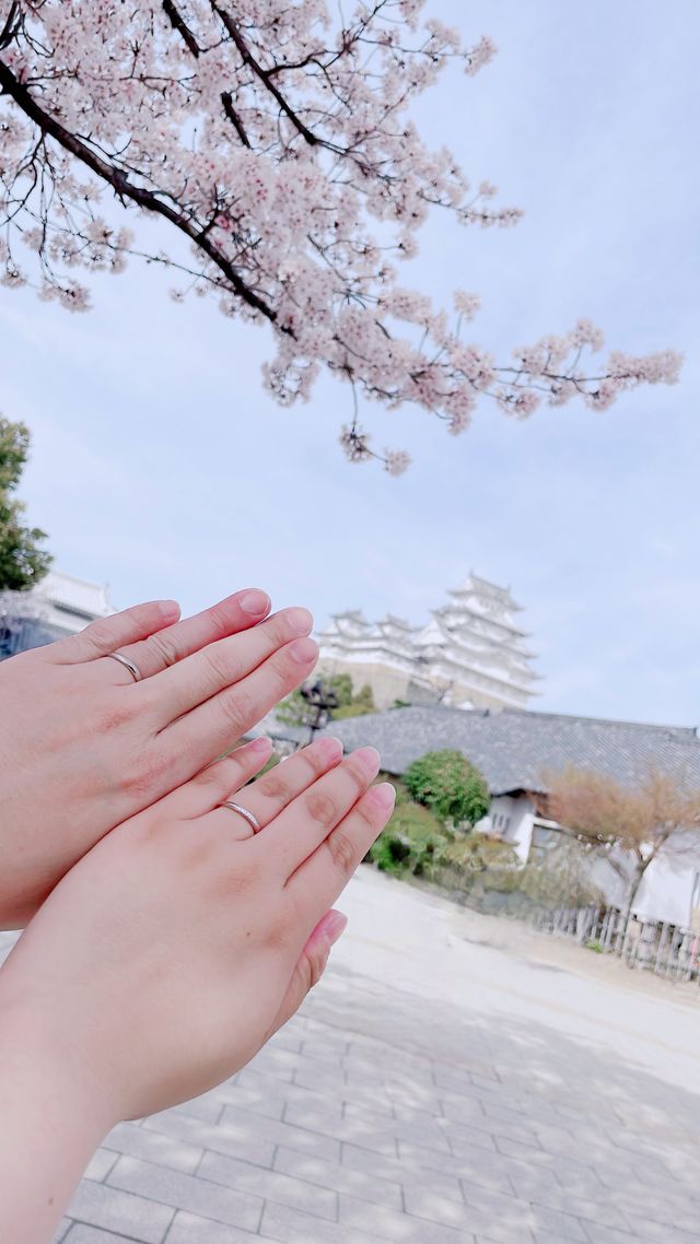 受け取り後、姫路城と桜と指輪を撮りました。