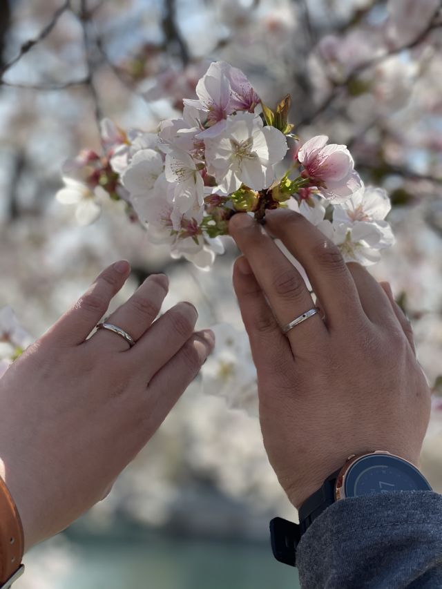 桜が綺麗だったのでせっかくなので写真撮りました。