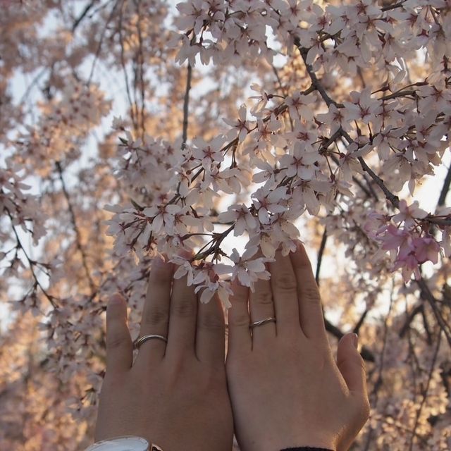 入籍の日に思い出の場所で指輪を撮りに行きました。