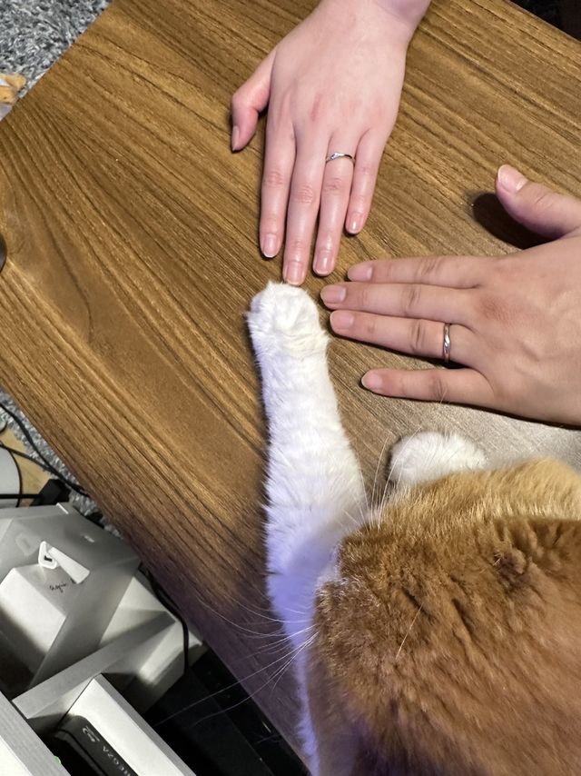 入籍時の記念に飼い猫と一緒に