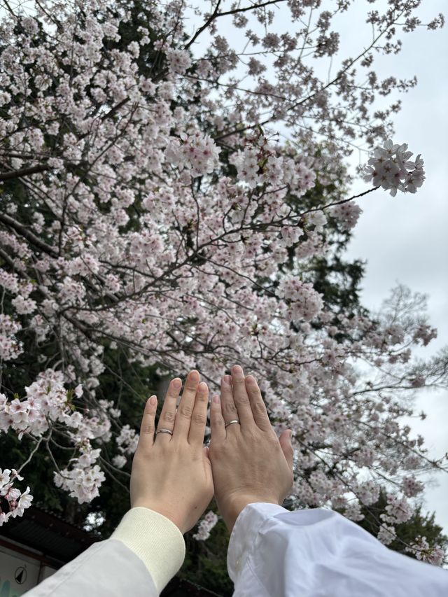 桜と一緒に撮りました。
少し癖のあるデザインが可愛い