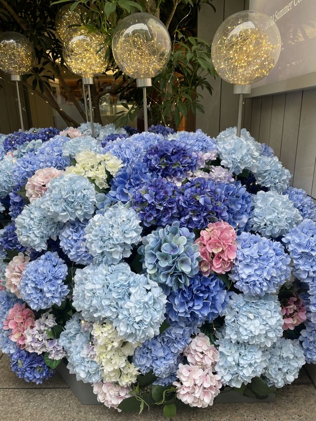 店舗前には紫陽花が飾られていました！