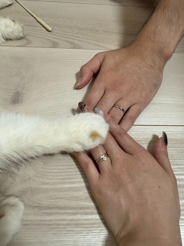 我が家の愛猫と撮りました