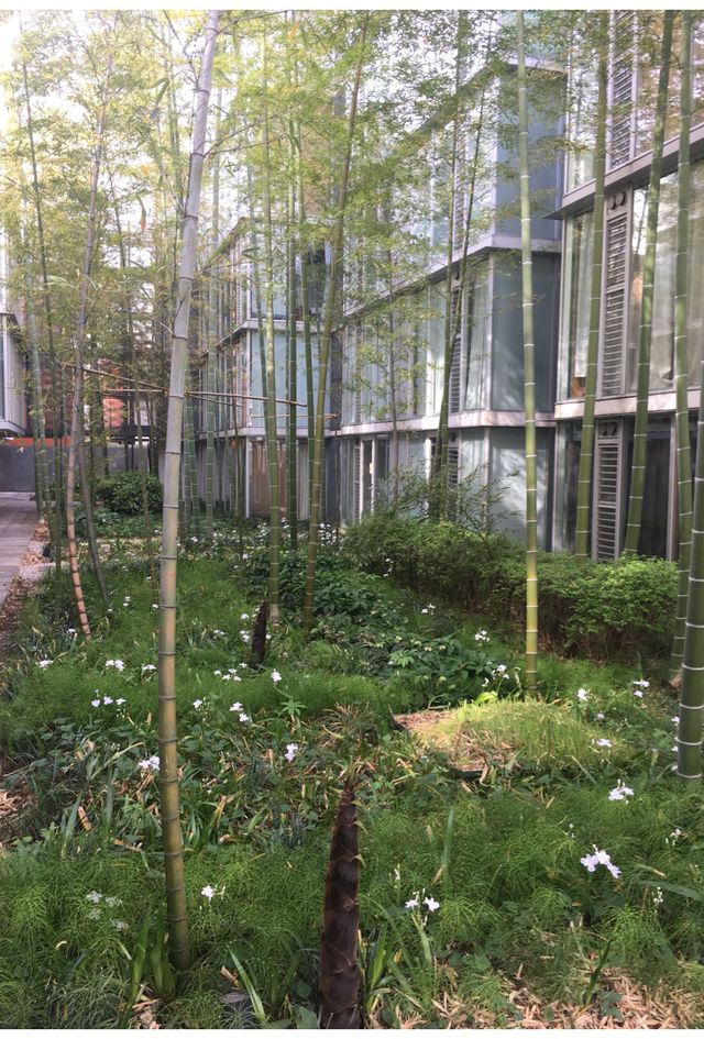 私たちが行った時、お店の中庭にはタケノコが生えてましたー