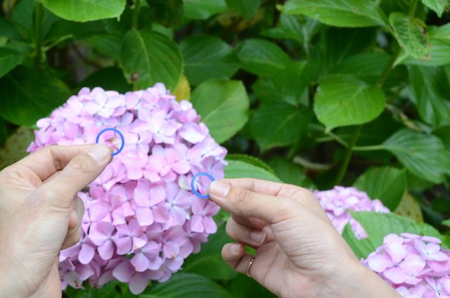 アジサイと一緒に撮影してくれました。