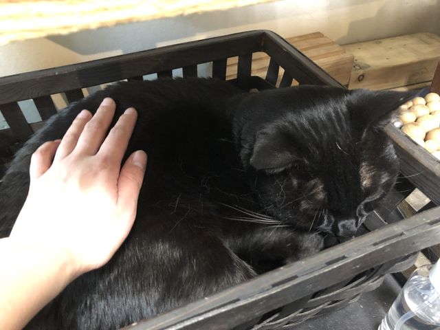 猫ちゃん二匹が見守る中、指輪が完成！癒やし