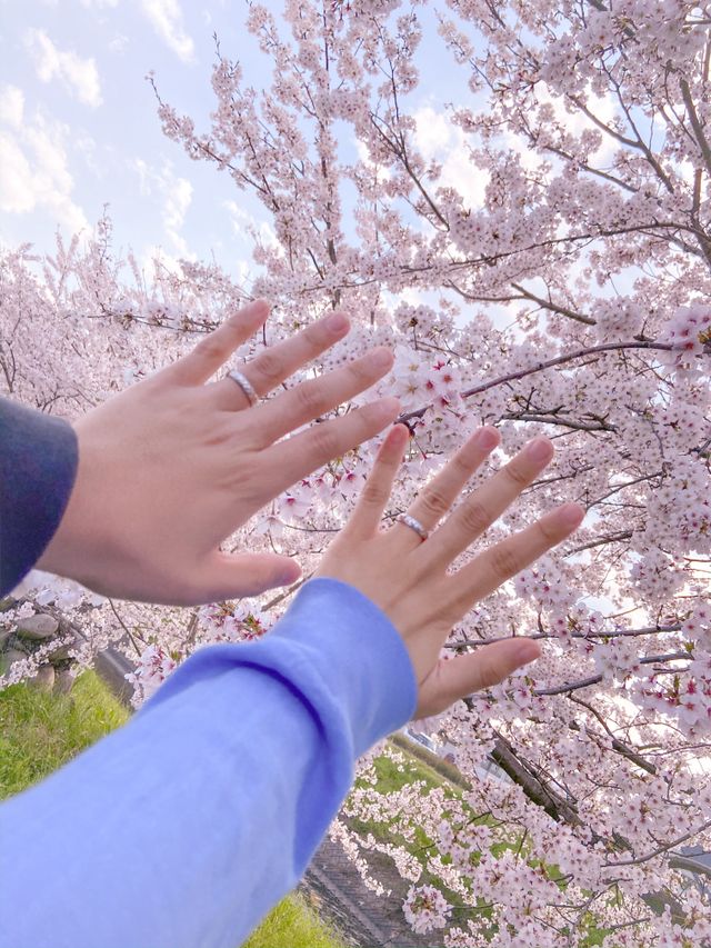 桜満開の時に届いてパシャリしました