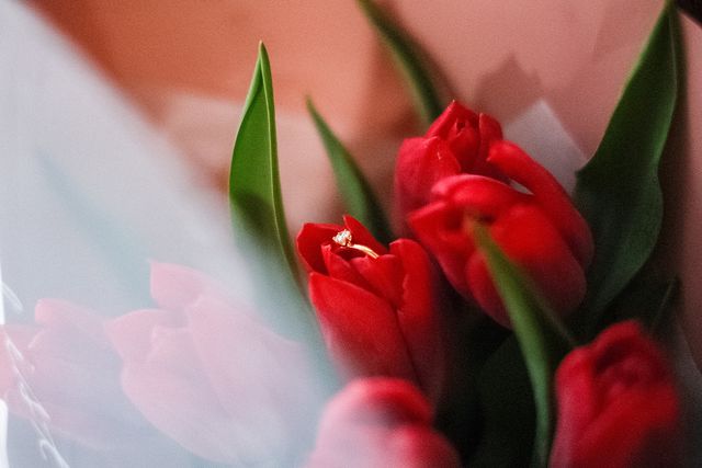 プロポーズは真っ赤なチューリップの花の中に婚約指輪が&hellip;