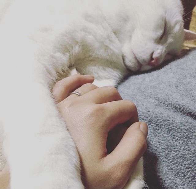 指輪の写真がなかなかなく、猫も一緒で申し訳ありません。