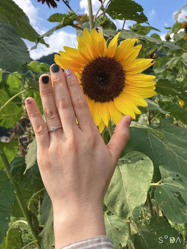 ひまわり畑でのプロポーズ。婚約指輪もらいました。