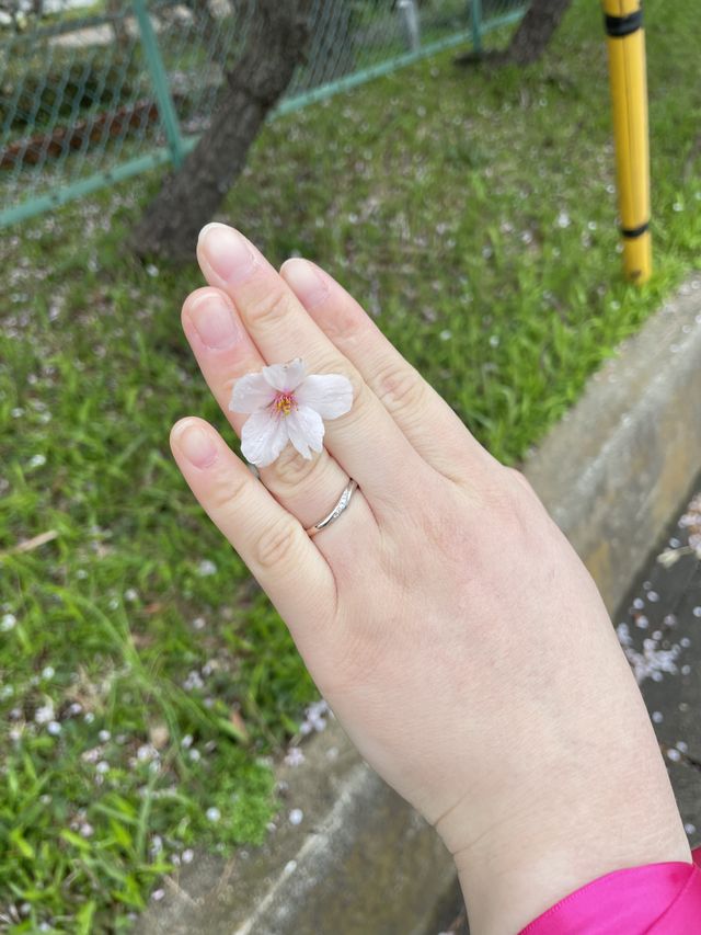 桜の木の下で撮った、結婚指輪の写真です。