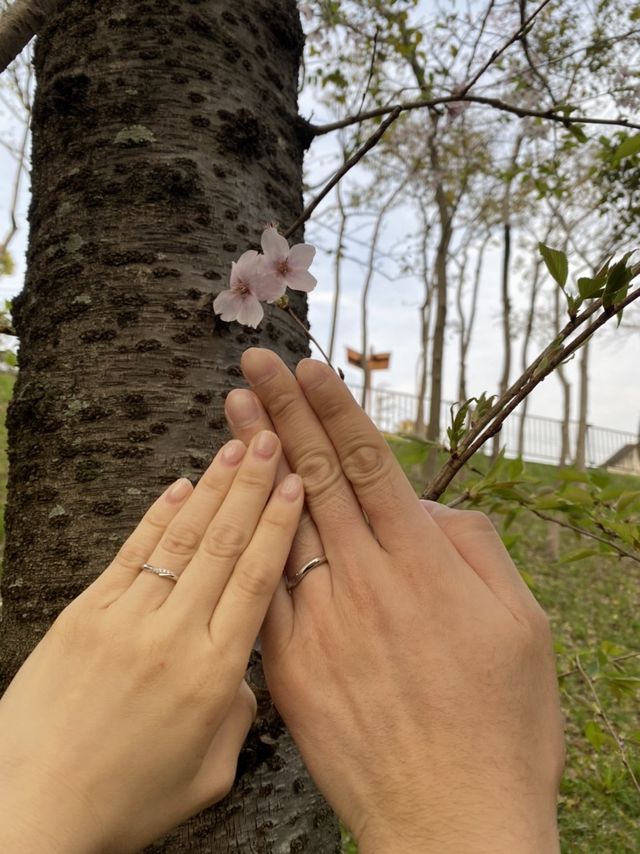 桜と一緒に写真！
お互い気に入った指輪を買えました！