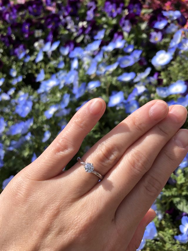 近くに綺麗なネモフィラが咲いていたので写真を撮りました