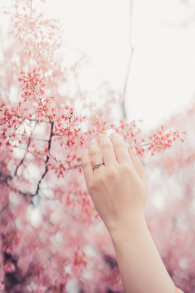 初桜の重ねづけです。京都の下鴨神社で撮影しました。
