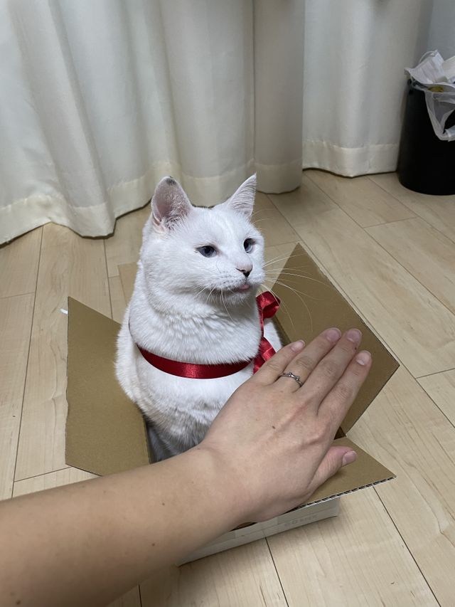 一緒に暮らしている猫です