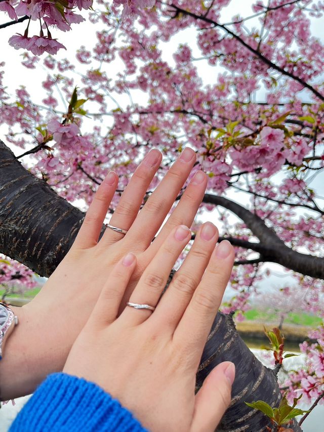 あまりにも綺麗だったので時期ということで桜と一枚