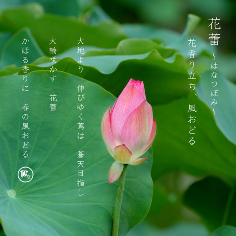 花蕾～はなつぼみ・花かずら [セットリング] ひな | Ringraph
