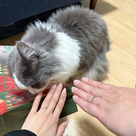 【ENUOVE(イノーヴェ)】の口コミ 女性はキラキラでかわいい！男性はシンプルでいい！指が綺麗に見えるし、結...