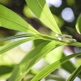 【エクセルコダイヤモンド(EXELCO DIAMOND)の口コミ】 結婚指輪は、女性らしいデザインが良かったので、絶対にミル打ちとV字のも…