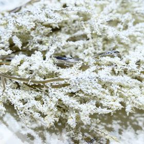 【アイプリモ(I-PRIMO)の口コミ】 デザインが良いと価格が高いですが、アイプリモの指輪はデザインがとても…