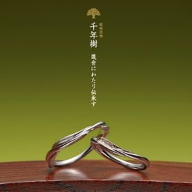 【萬時】千年樹( Sennenjyu )