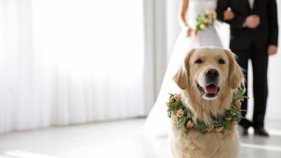 リングドッグをやりたい人必見！成功のコツや演出事例をご紹介