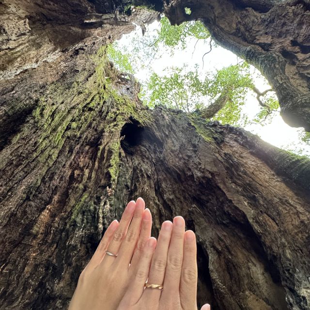 【THREE TREES(スリーツリーズ)の口コミ】 彼女はシングル波、私は六角形にしたくて前面に波を入れた。
婚約指輪と重…