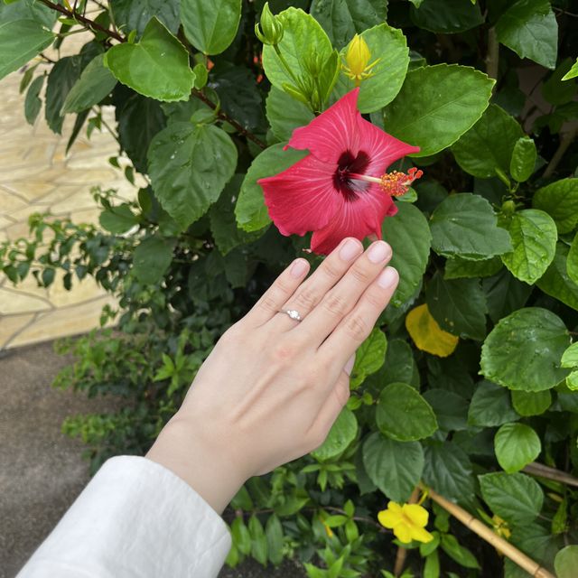 【TOMOE(トモエ)の口コミ】 光があたるたびにキラキラ輝いて、プロポーズの瞬間や思い出の時間を実感…