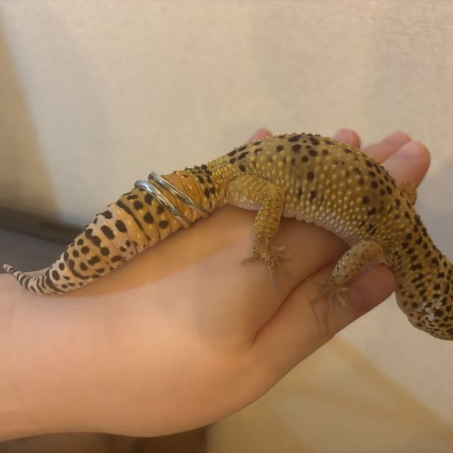 【アイプリモ(I-PRIMO)の口コミ】 まずデザインが素晴らしい。ダイヤモンドも５つ入っておりとても輝いてて…