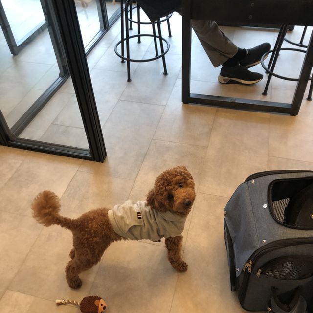 【CRAFY(クラフィ)の口コミ】 二人で手作りができるとこ、愛犬も一緒に作れるところを探していたらクラ…