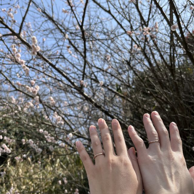 【出雲結(いずもゆい)の口コミ】 出雲結の雲結はシンプルで大人っぽいデザインのため、ピンクゴールドにし…